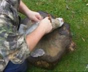 This is my first attempt at skinning a Rabbit using flint, I thought I would share my experience with you and show you how I like to skin Rabbits. This video includes general Bushcraft Skills and a short peice of Flint Knapping that I recorded at BushcraftUK Bushmoot, thanks to John &amp; Will Lord for doing the Flint Knapping course there. http://www.naturalbushcraft.co.uk/